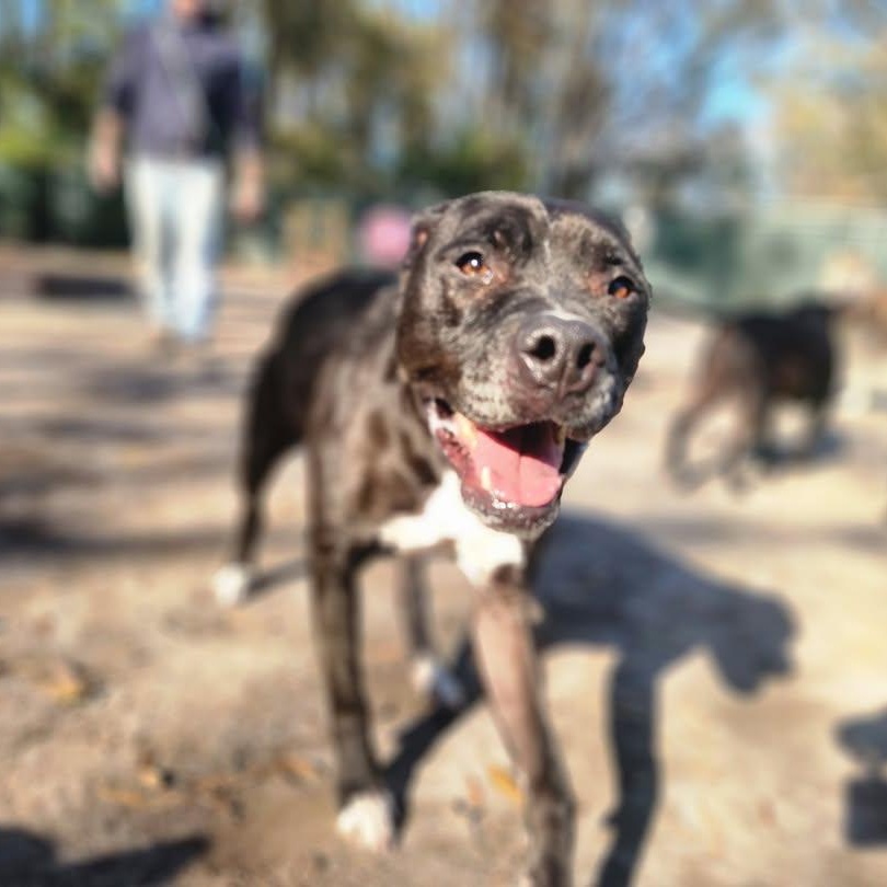 Hattie - 11 yo senior @ boarding foster — thumbnail 6