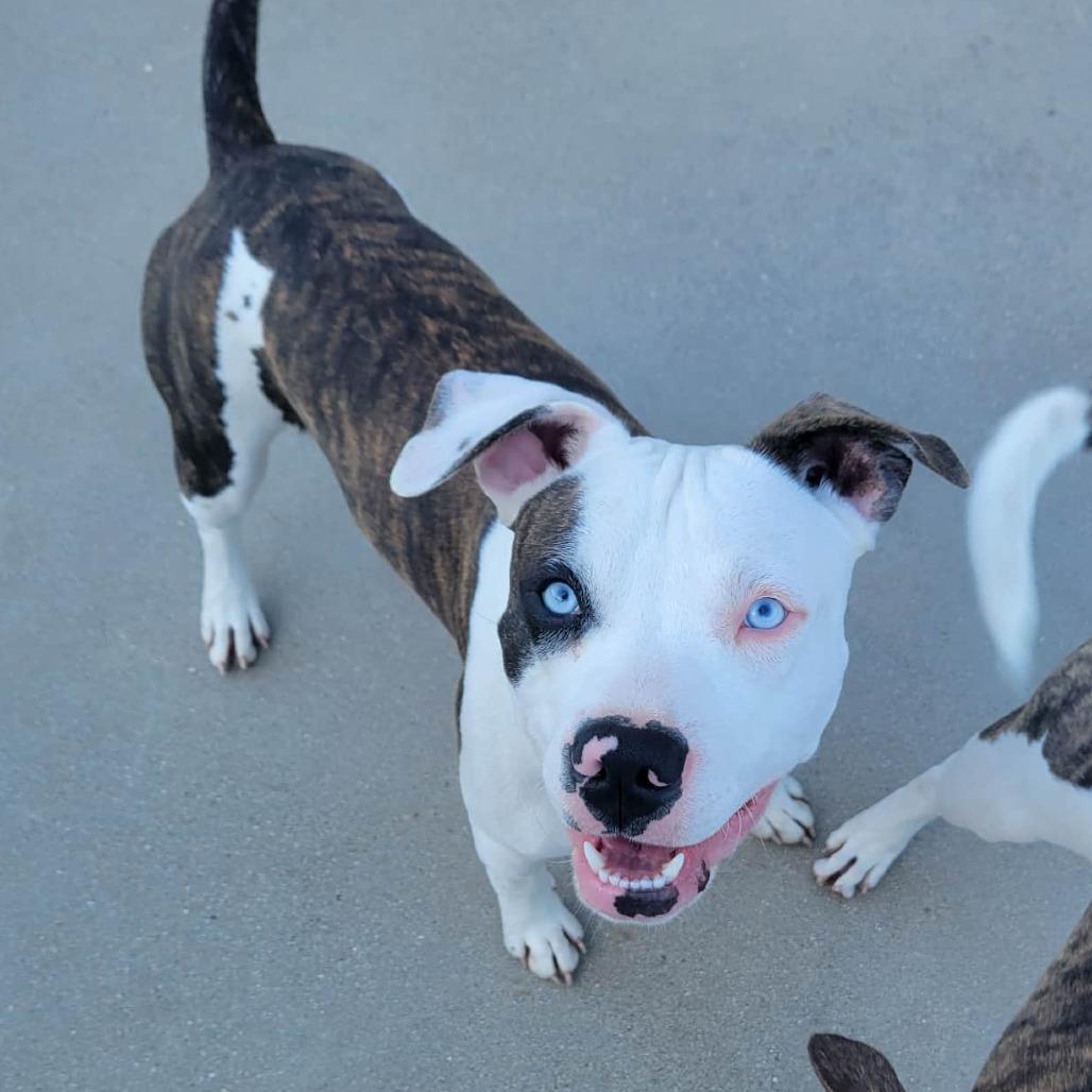 Tiger, Adoptable, Young Male American Staffordshire Terrier.