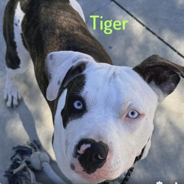 Enlarge Tiger, a Adoptable American Staffordshire Terrier in Lompoc, CA image 2/5