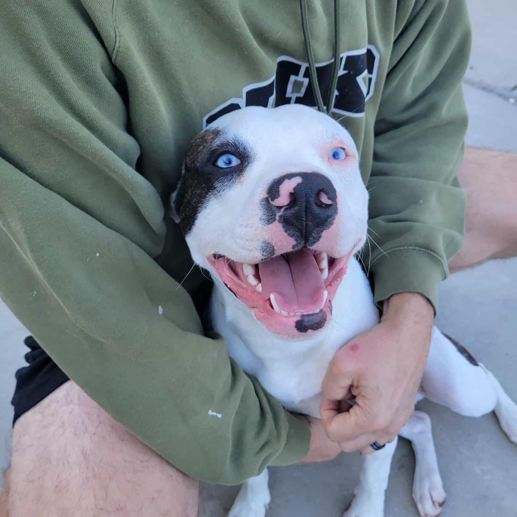 Enlarge Tiger, a Adoptable American Staffordshire Terrier in Lompoc, CA image 4/5