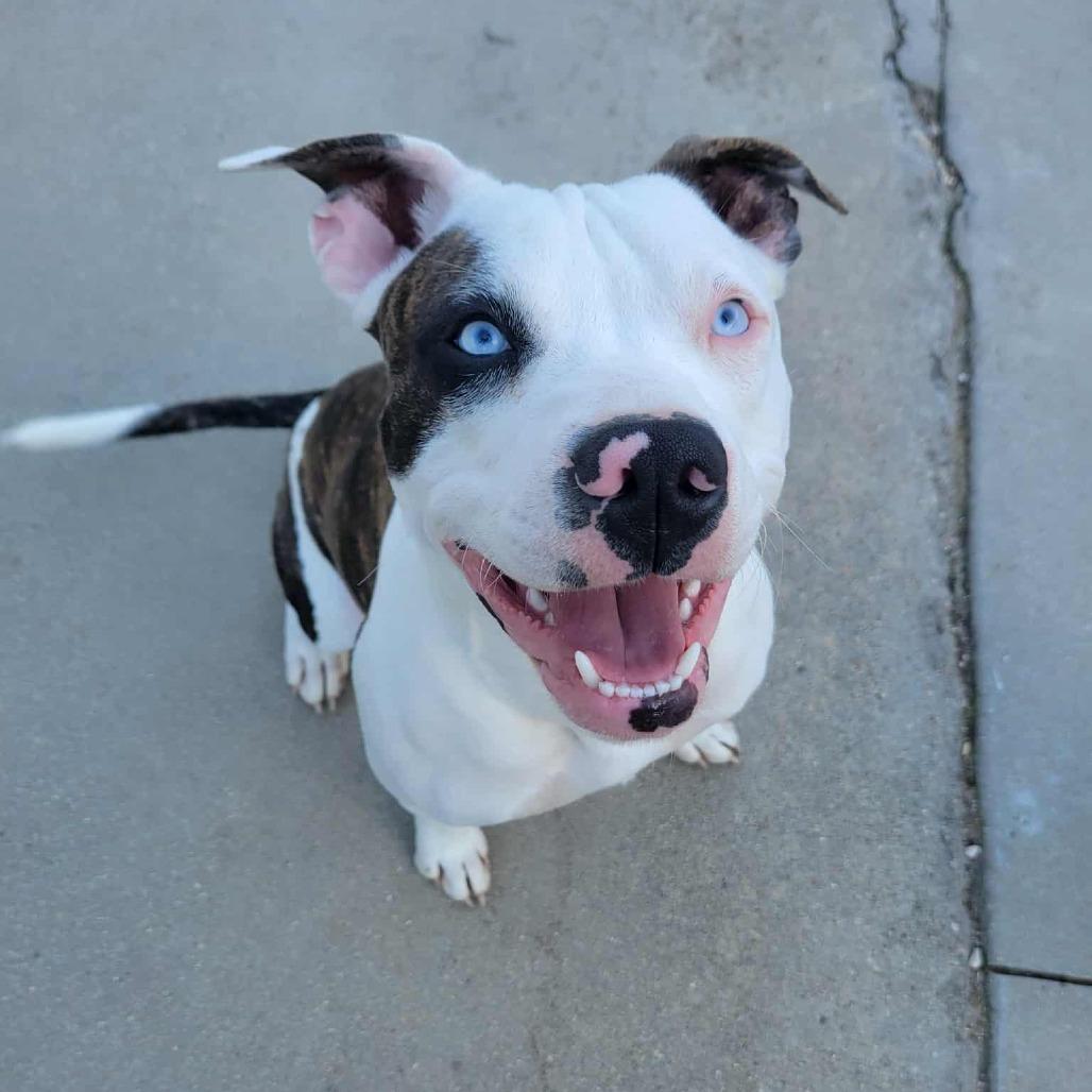 Enlarge Tiger, a Adoptable American Staffordshire Terrier in Lompoc, CA image 5/5