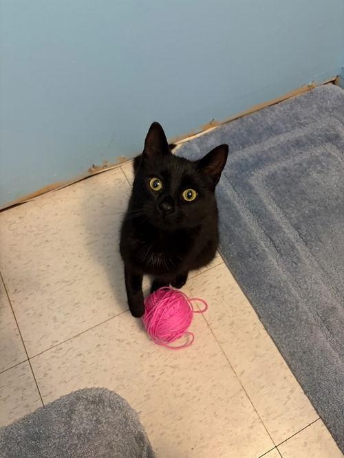 Midnight, adopted, Kitten Female Domestic Short Hair.