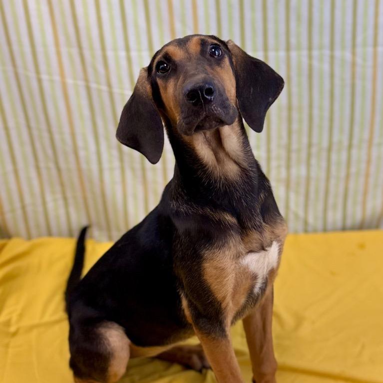 Lucy, Adoptable, Puppy Female Black and Tan Coonhound.