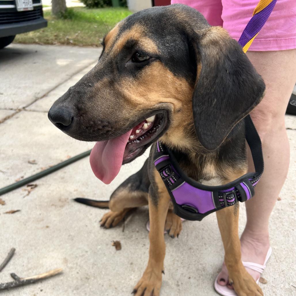 Enlarge Lucy, a Adoptable Black and Tan Coonhound in Austin, TX image 2/5
