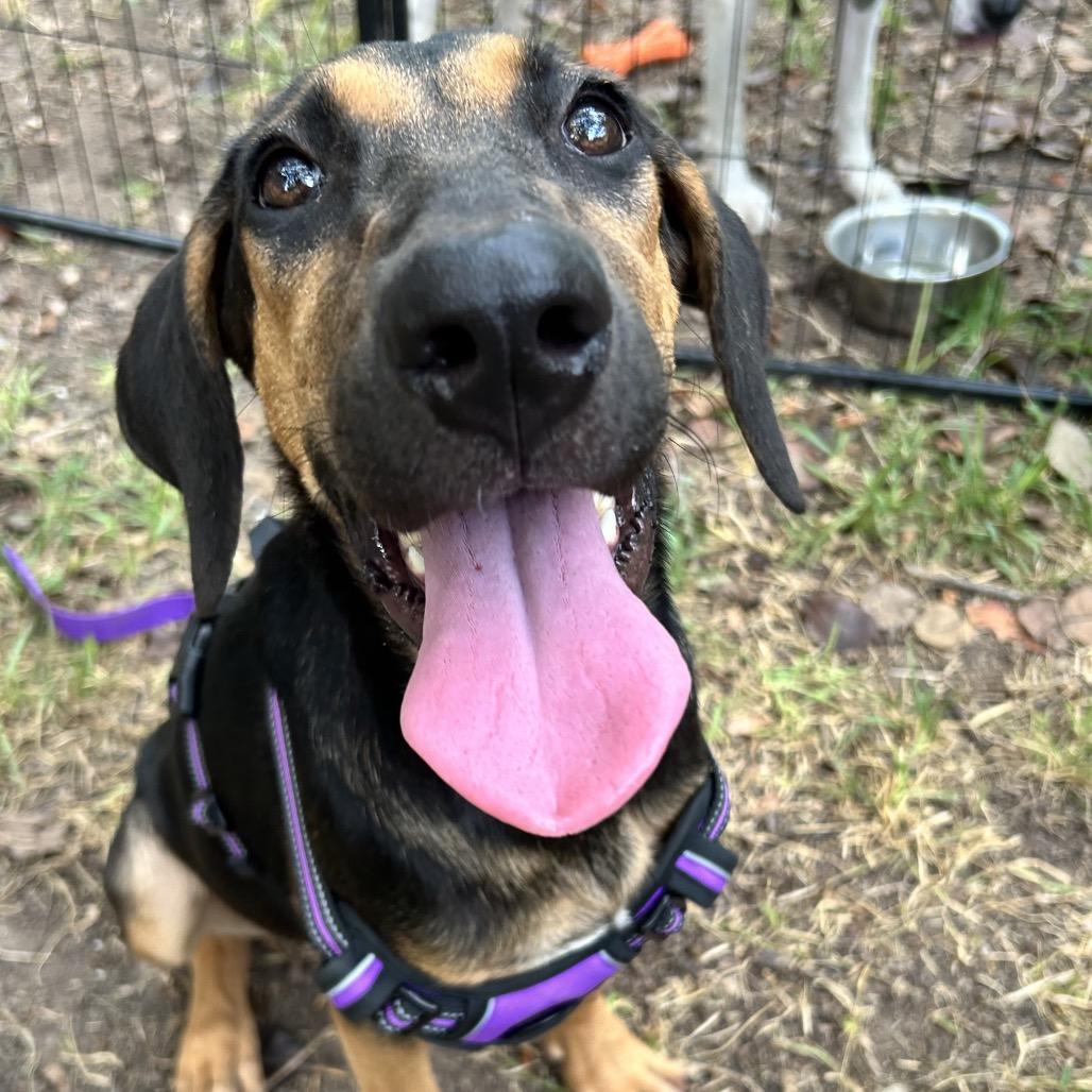 Enlarge Lucy, a Adoptable Black and Tan Coonhound in Austin, TX image 3/5