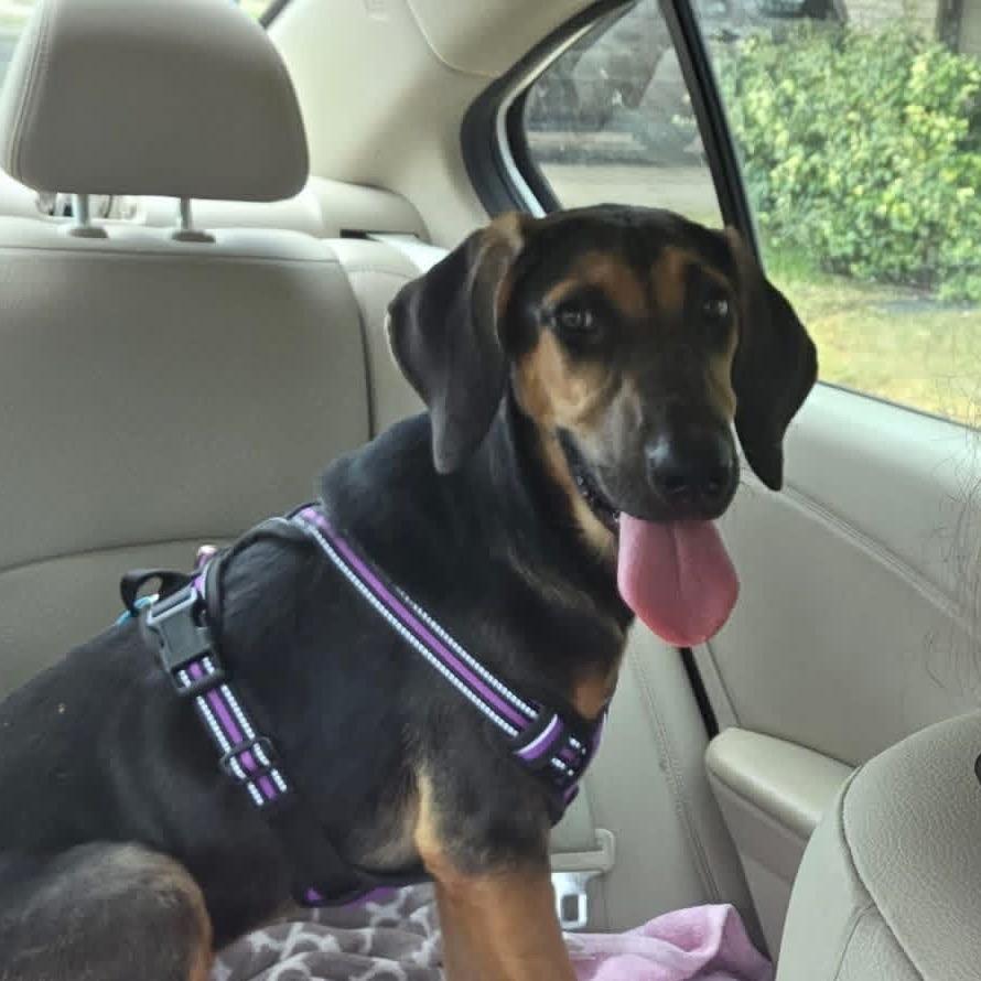 Enlarge Lucy, a Adoptable Black and Tan Coonhound in Austin, TX image 4/5