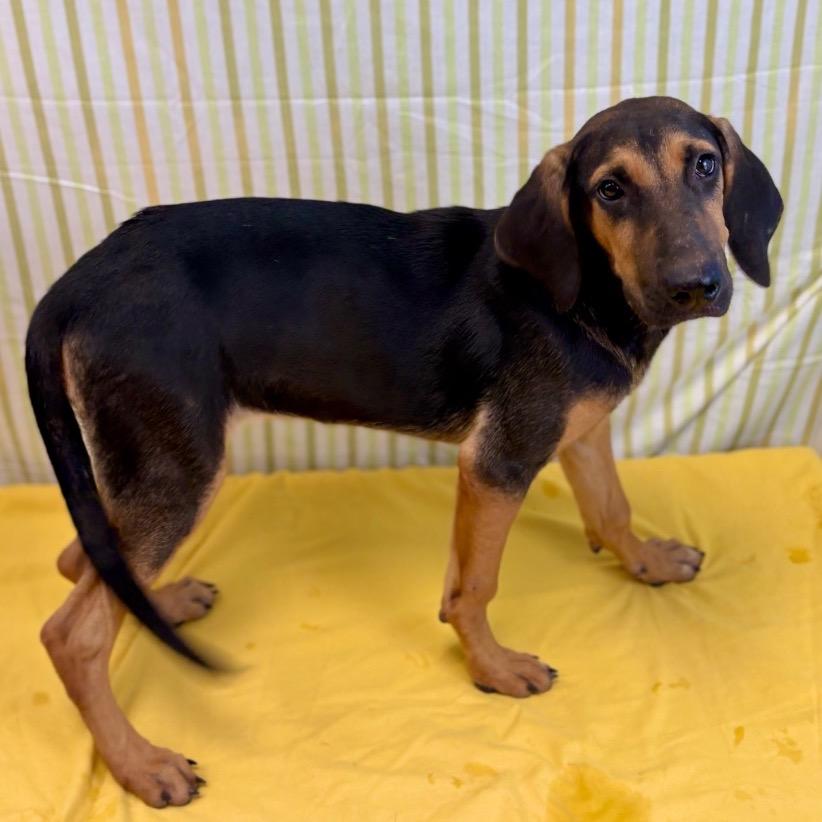 Enlarge Lucy, a Adoptable Black and Tan Coonhound in Austin, TX image 5/5