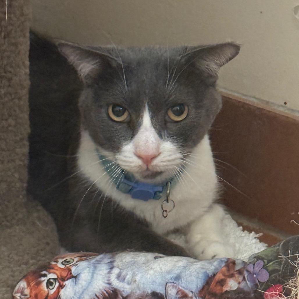 Enlarge Milagro, a Adoptable Domestic Short Hair in Desert Hot Springs, CA image 1/4