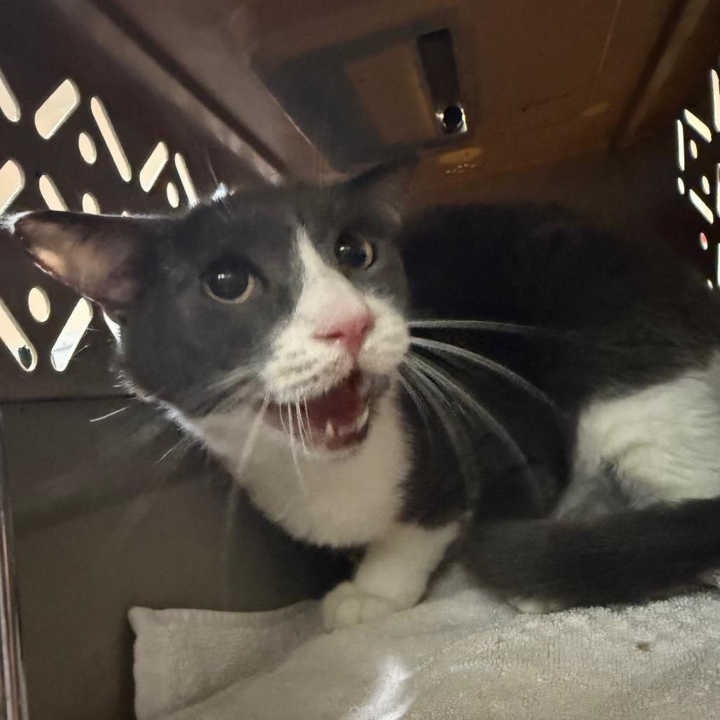 Milagro, Adoptable, Senior Female Domestic Short Hair.