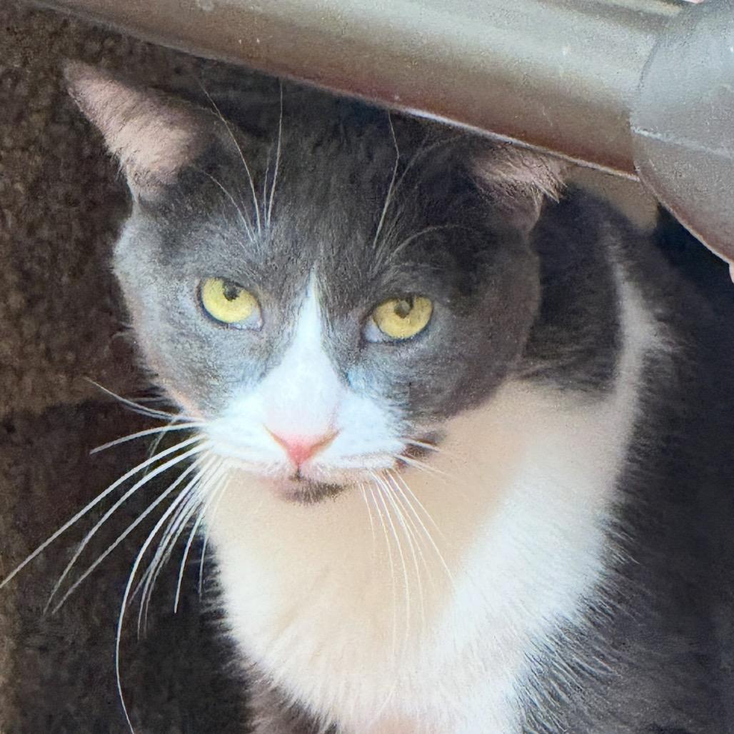 Enlarge Milagro, a Adoptable Domestic Short Hair in Desert Hot Springs, CA image 2/3