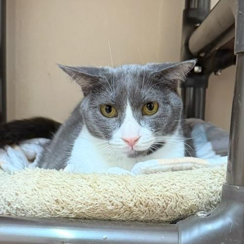 Enlarge Milagro, a Adoptable Domestic Short Hair in Desert Hot Springs, CA image 3/3