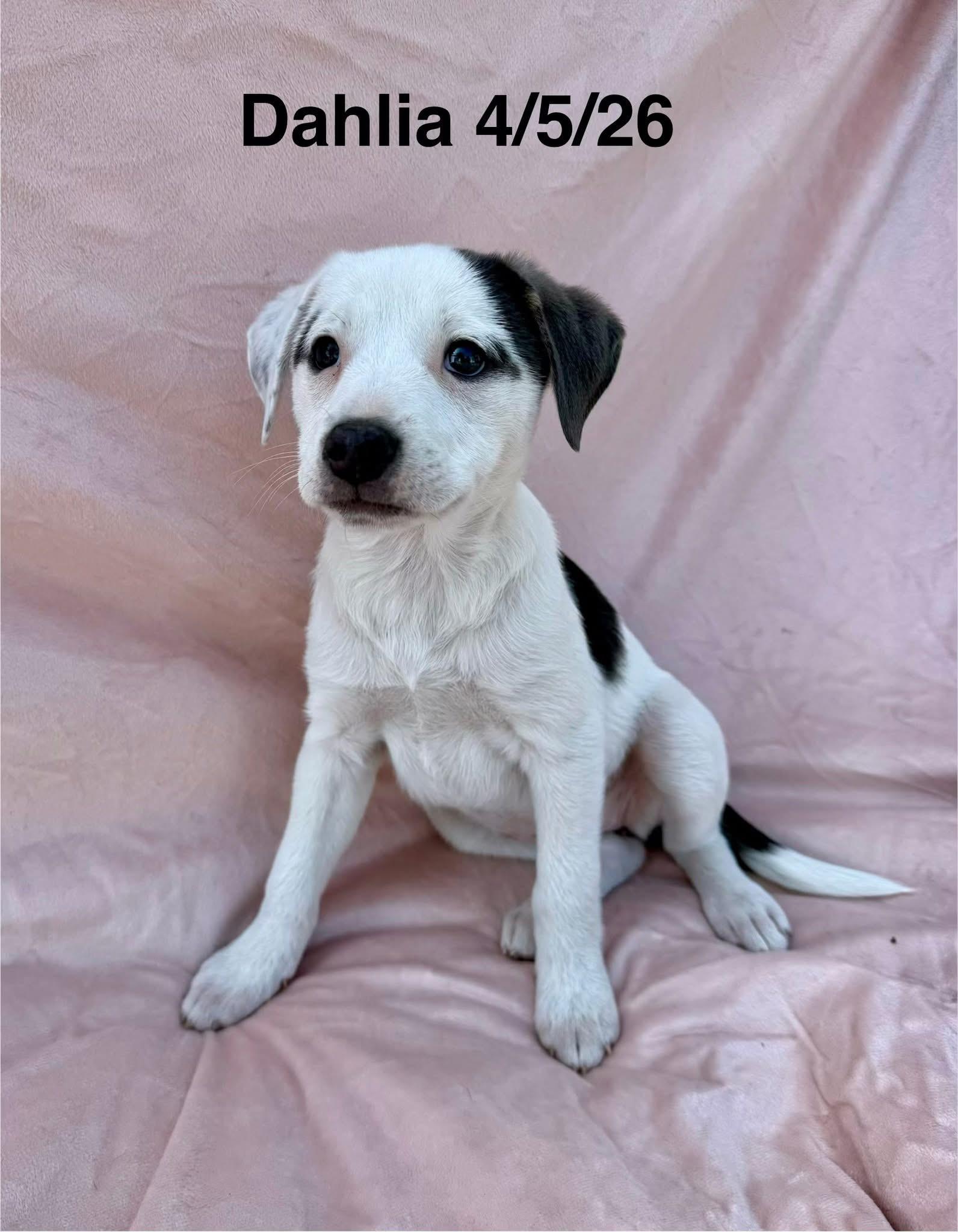 Enlarge Dahlia, a Adoptable mixed breed in Thornton, CO image 1/1