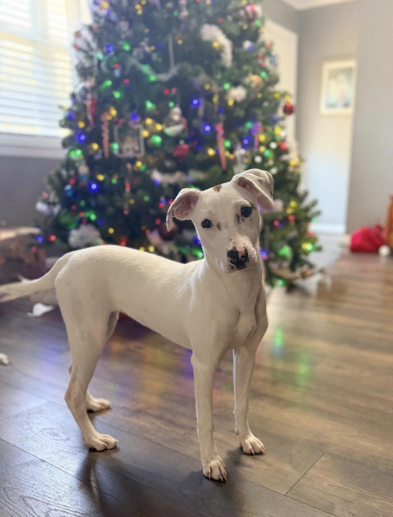 Sassafras, Adoptable, Young Female Jack Russell Terrier.