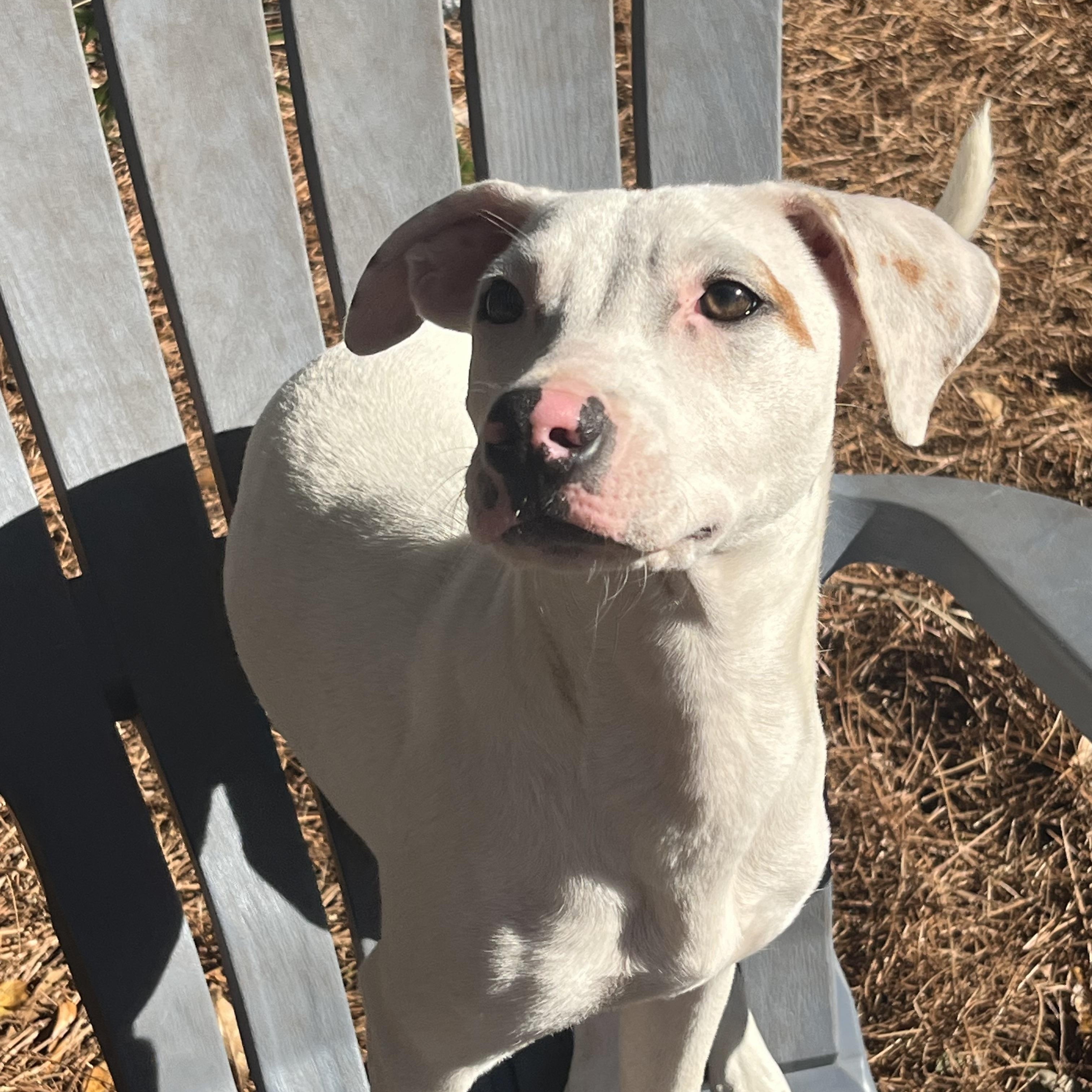 Enlarge Sassafras, a Adoptable mixed breed in Pensacola, FL image 3/6