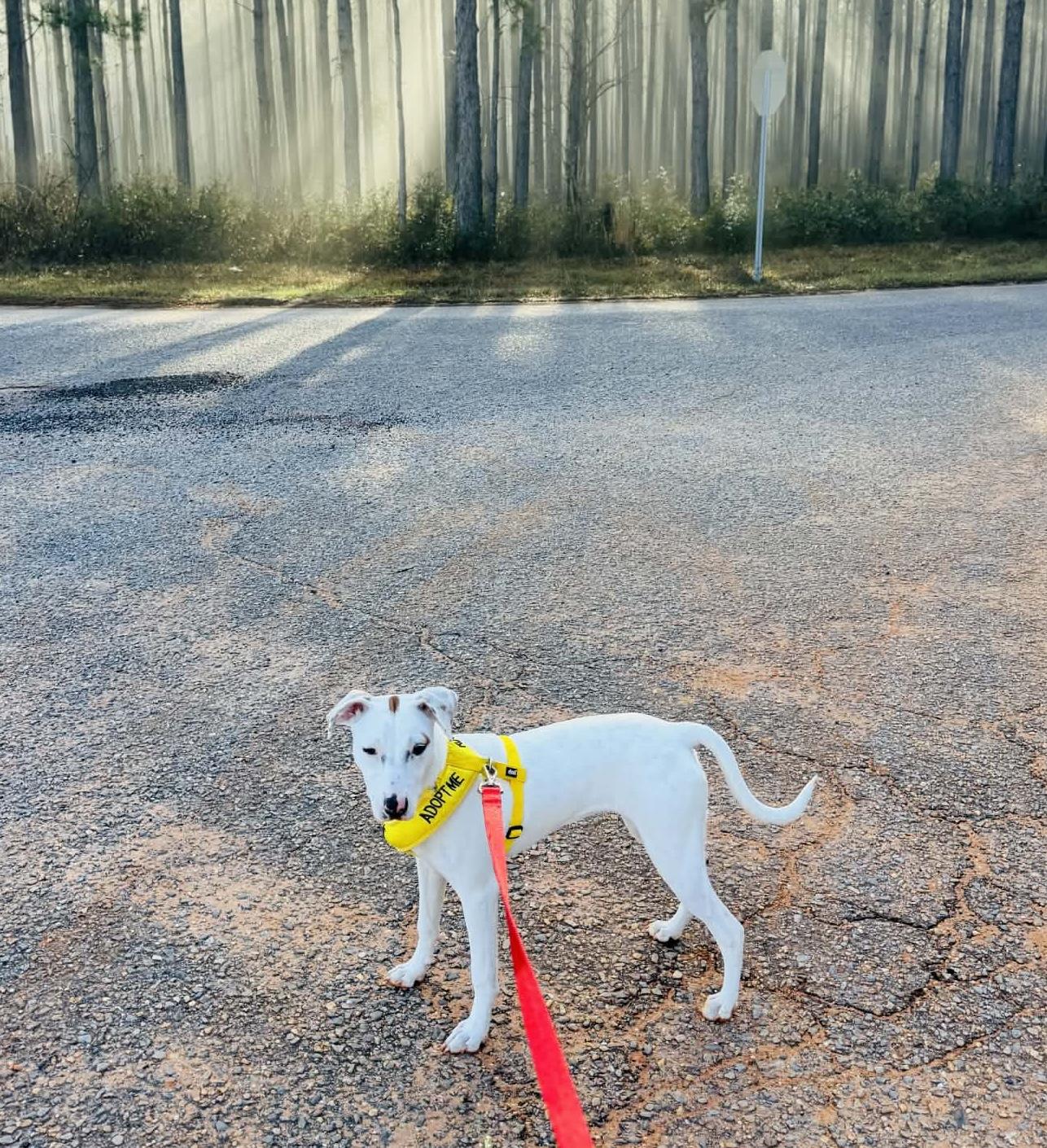Enlarge Sassafras, a Adoptable mixed breed in Pensacola, FL image 5/6