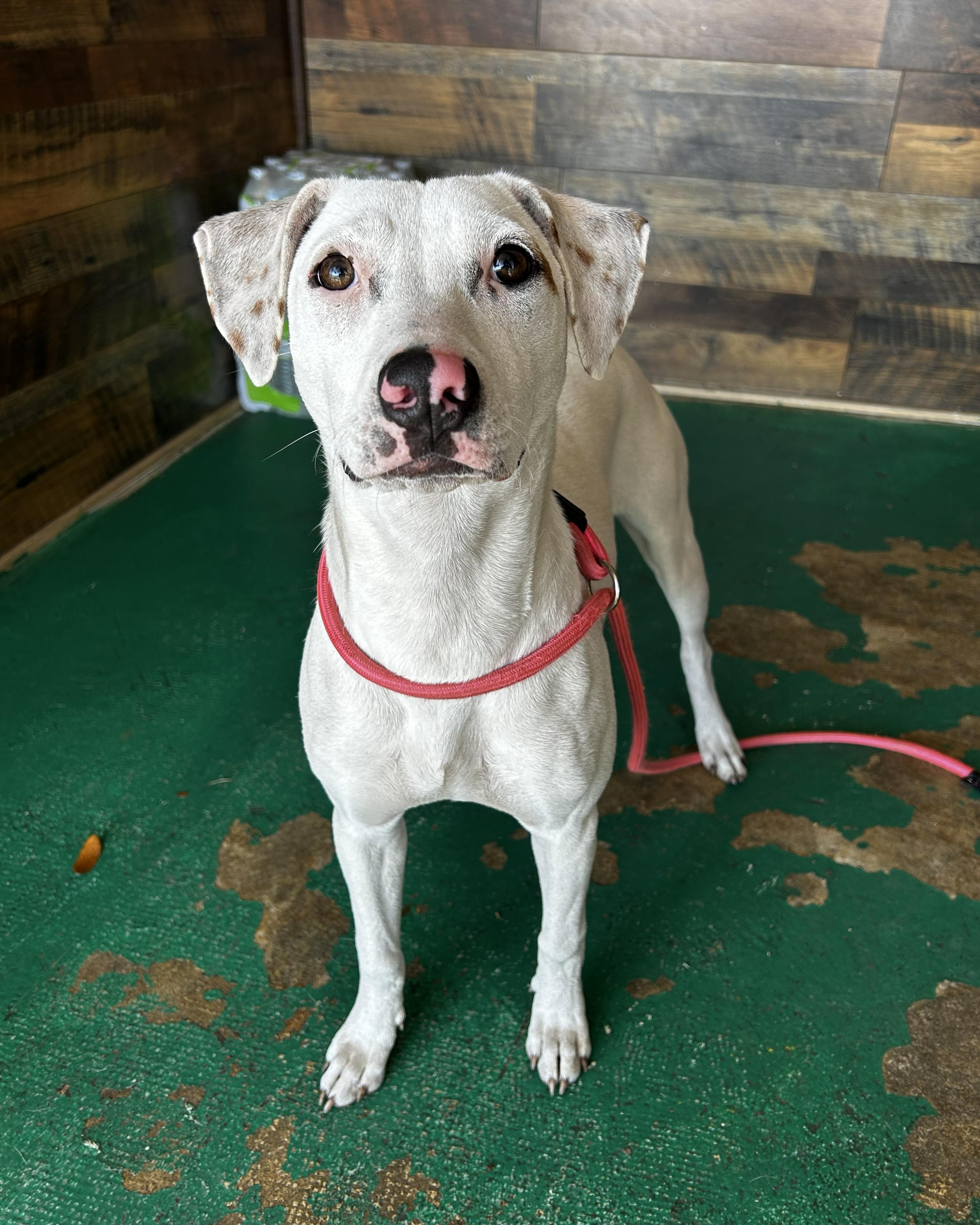 Enlarge Sassafras, an adoptable mixed breed in Pensacola, FL image 2/6