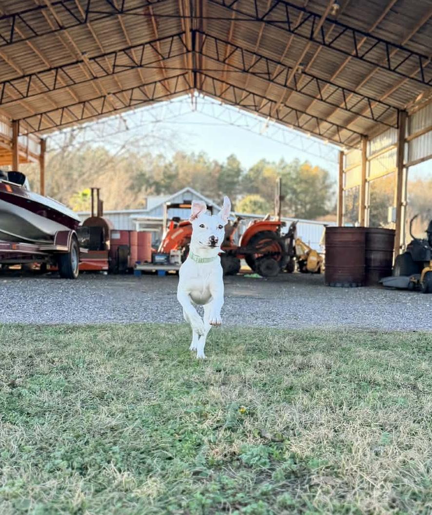 Enlarge Sassafras, a Adoptable mixed breed in Pensacola, FL image 6/6