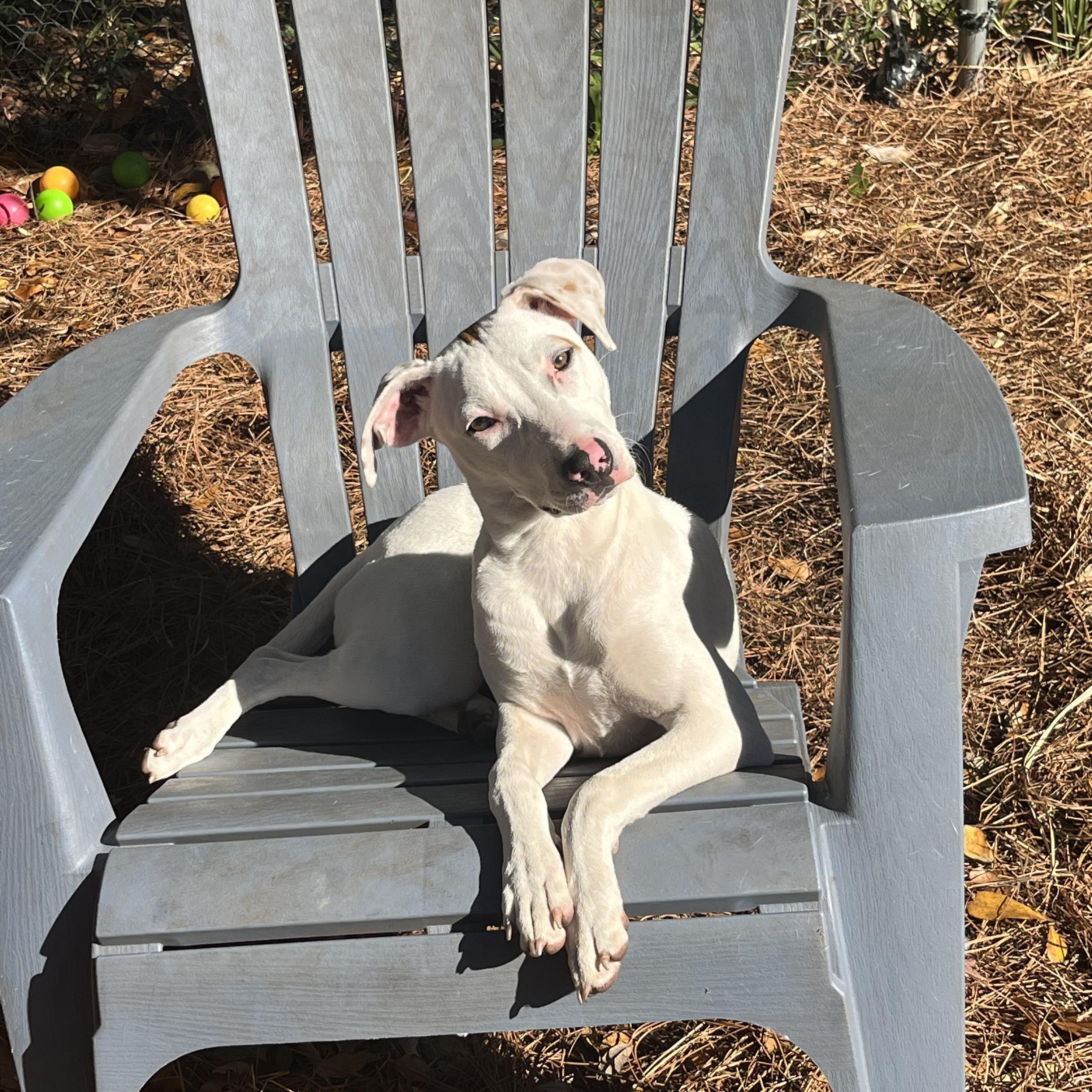 Enlarge Sassafras, a Adoptable mixed breed in Pensacola, FL image 2/6