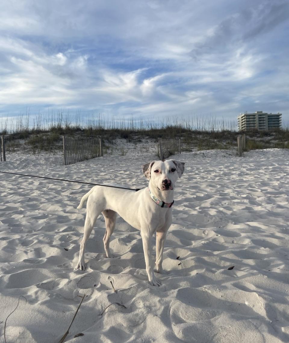 Enlarge Sassafras, an adoptable mixed breed in Pensacola, FL image 5/5