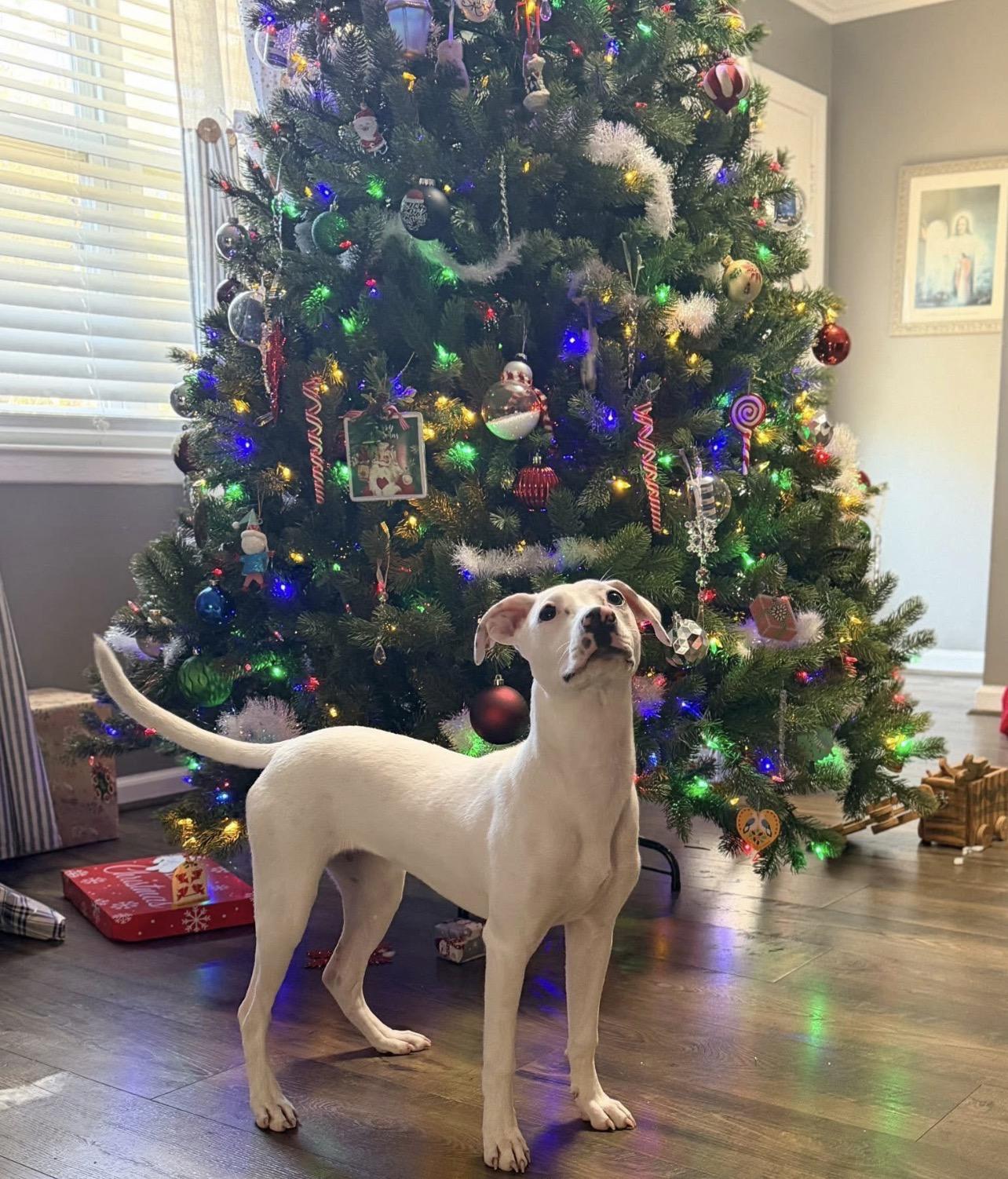 Enlarge Sassafras, a Adoptable mixed breed in Pensacola, FL image 4/6