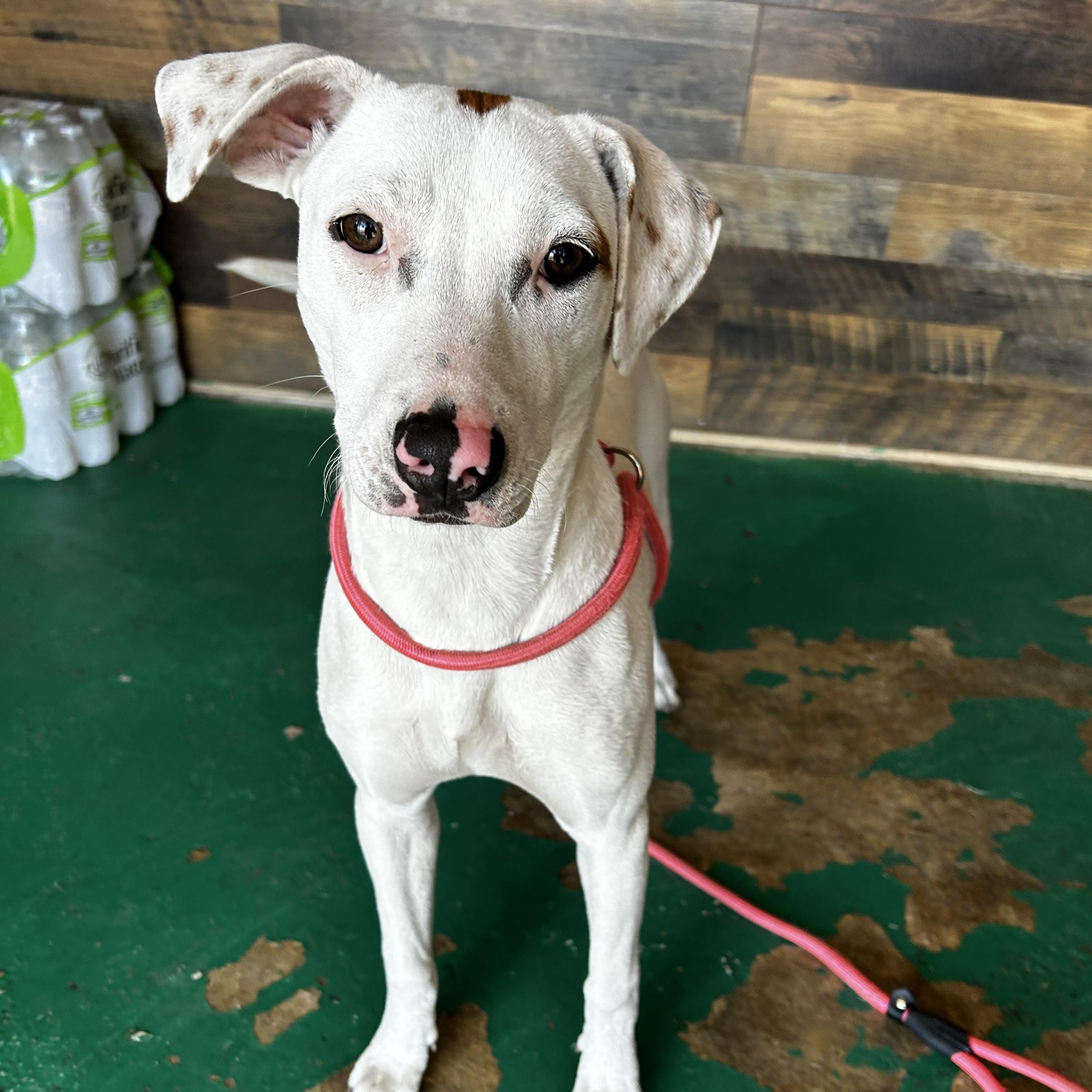 Sassafras, adoptable, Young Female Jack Russell Terrier.
