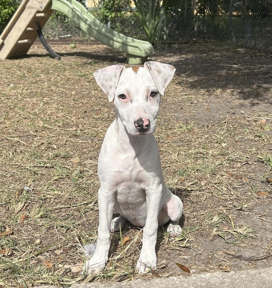 Sassafras, Adoptable, Young Female Terrier.