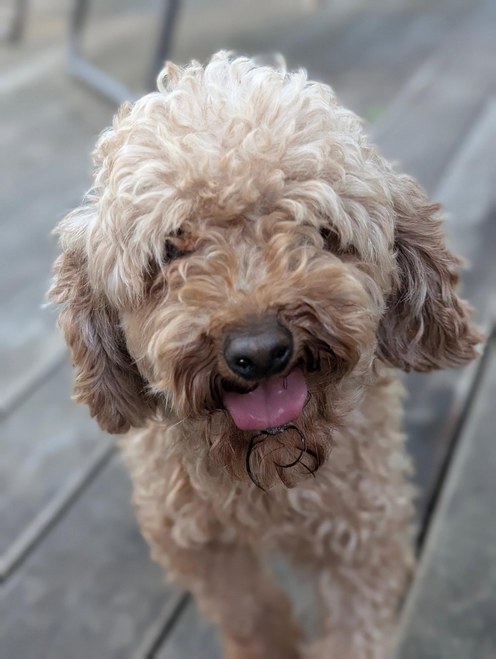 Enlarge Strudel, a Adopted Poodle in Tenafly, NJ image 1/3