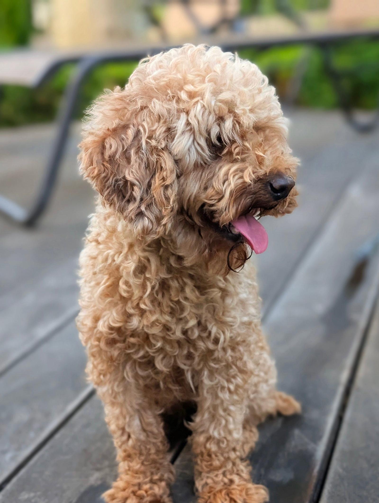 Enlarge Strudel, a Adopted Poodle in Tenafly, NJ image 2/3