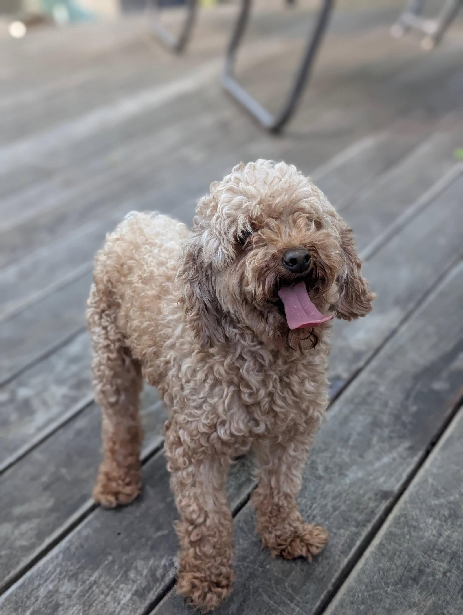 Enlarge Strudel, a Adopted Poodle in Tenafly, NJ image 3/3