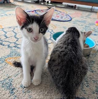 Phantom - brave heart and unstoppable spirit!