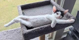 Phantom - brave heart and unstoppable spirit!