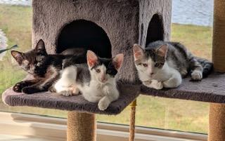 Phantom - brave heart and unstoppable spirit!