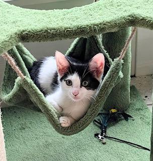 Phantom - brave heart and unstoppable spirit!