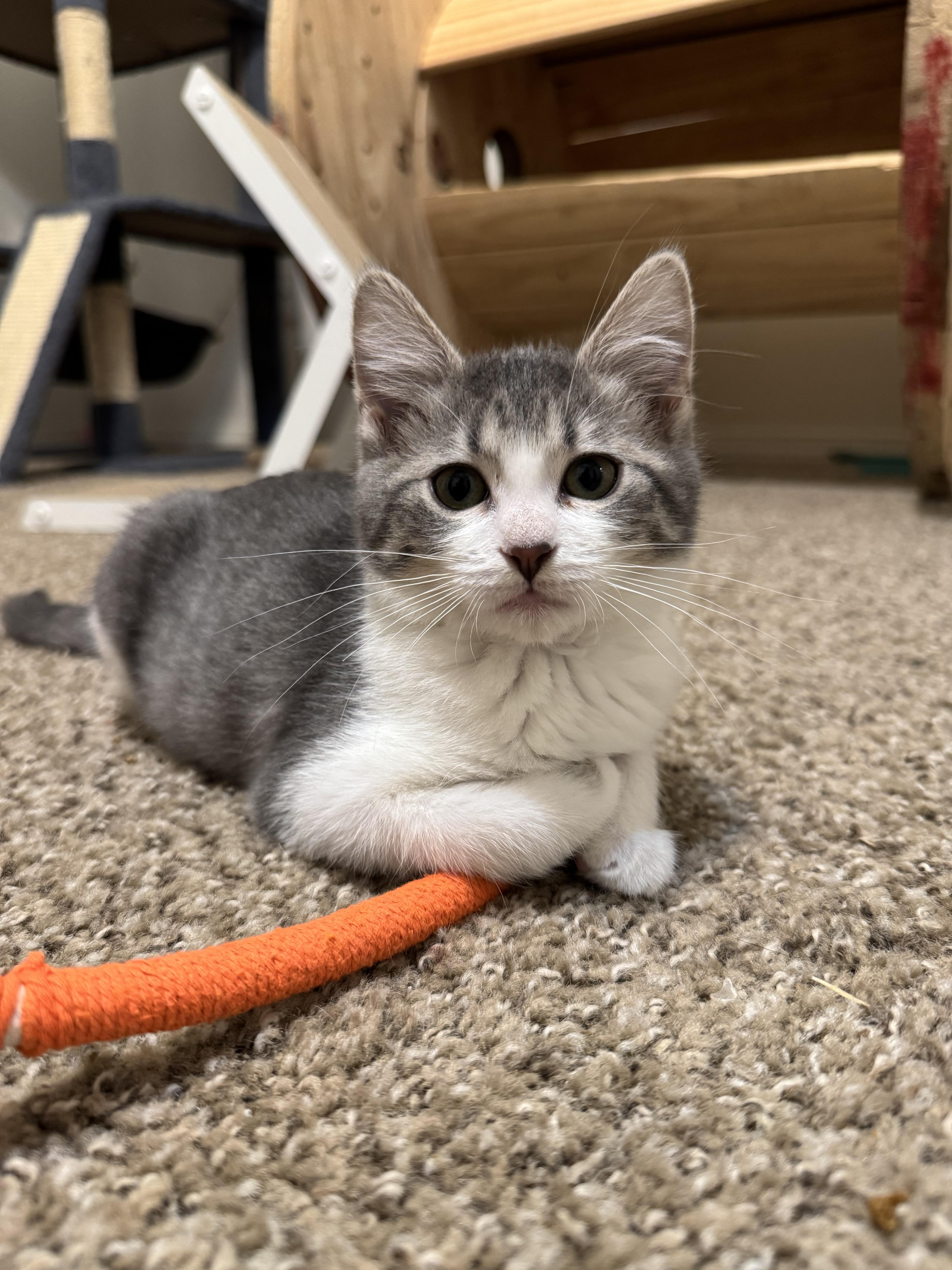 Enlarge Meenie, a Adopted mixed breed in Springfield, MO image 3/6
