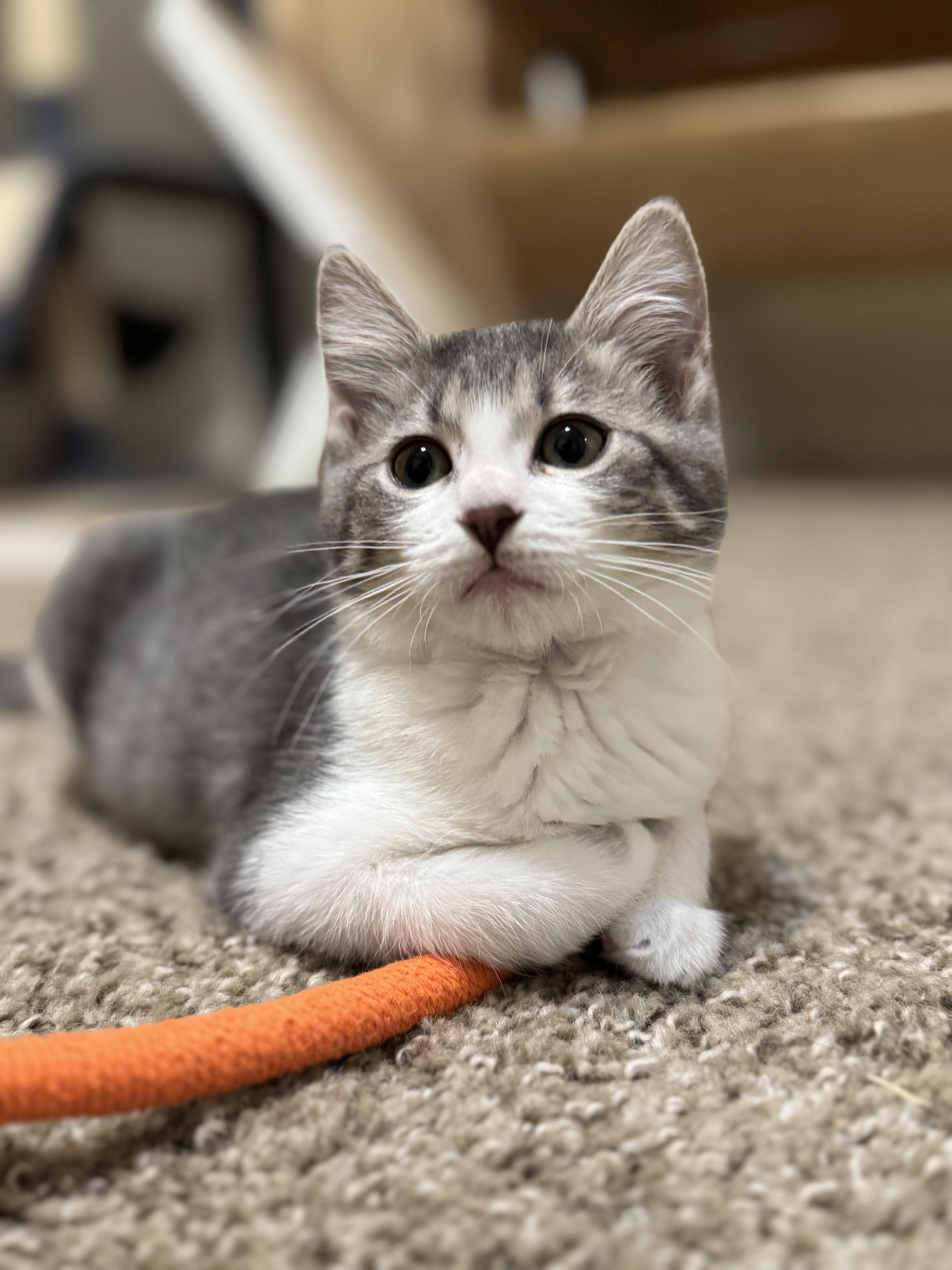 Enlarge Meenie, a Adopted mixed breed in Springfield, MO image 4/6