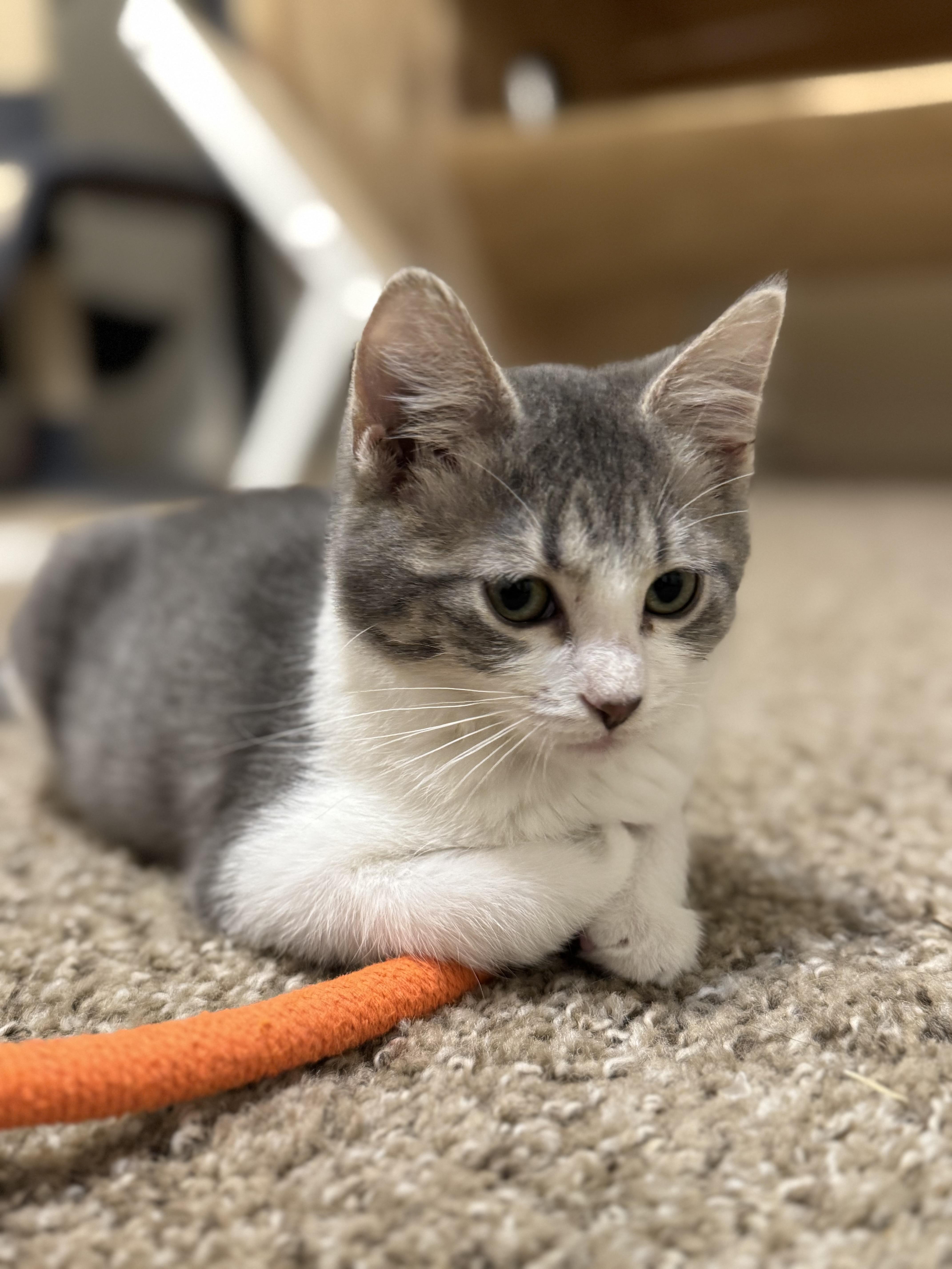 Enlarge Meenie, a Adopted mixed breed in Springfield, MO image 5/6