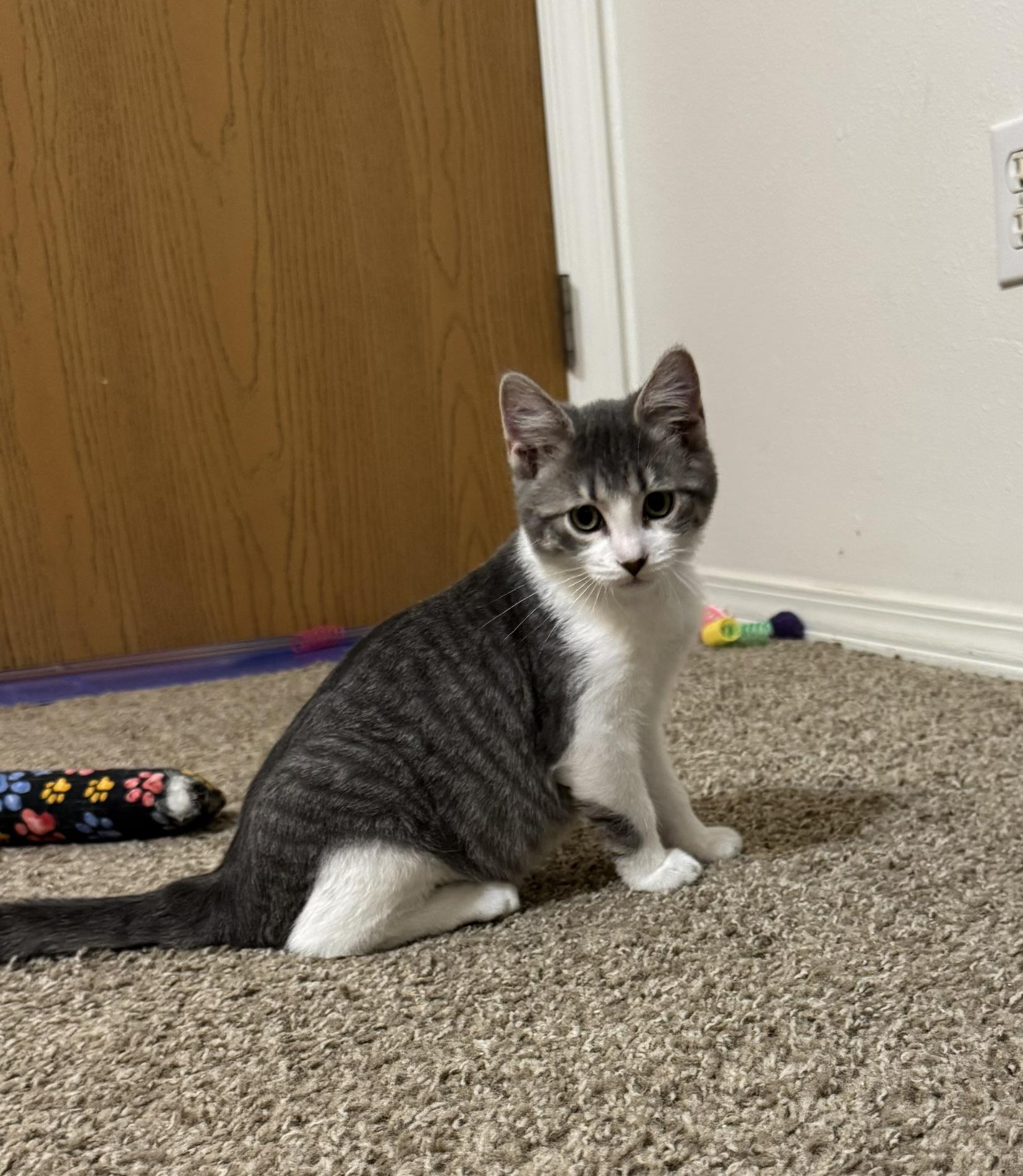 Enlarge Meenie, a Adopted mixed breed in Springfield, MO image 6/6