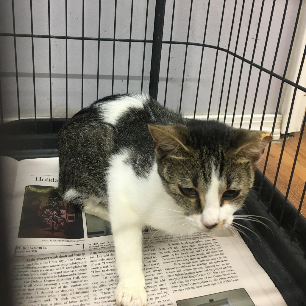 Walda, Adoptable, Young Female Domestic Short Hair.