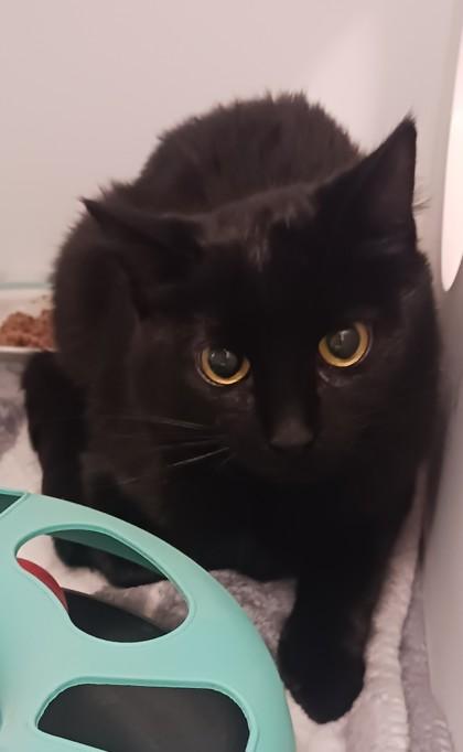 Skye, Adoptable, Young Female Domestic Short Hair & Domestic Short Hair.