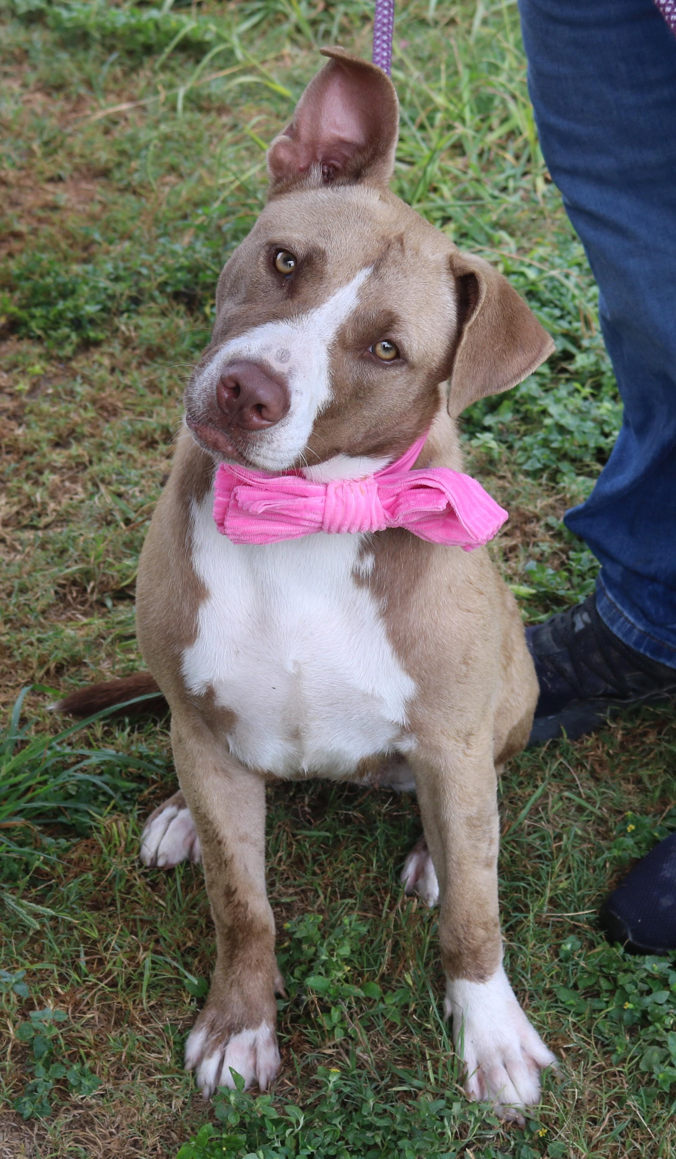 QT, Adoptable, Young Female Labrador Retriever & American Staffordshire Terrier.