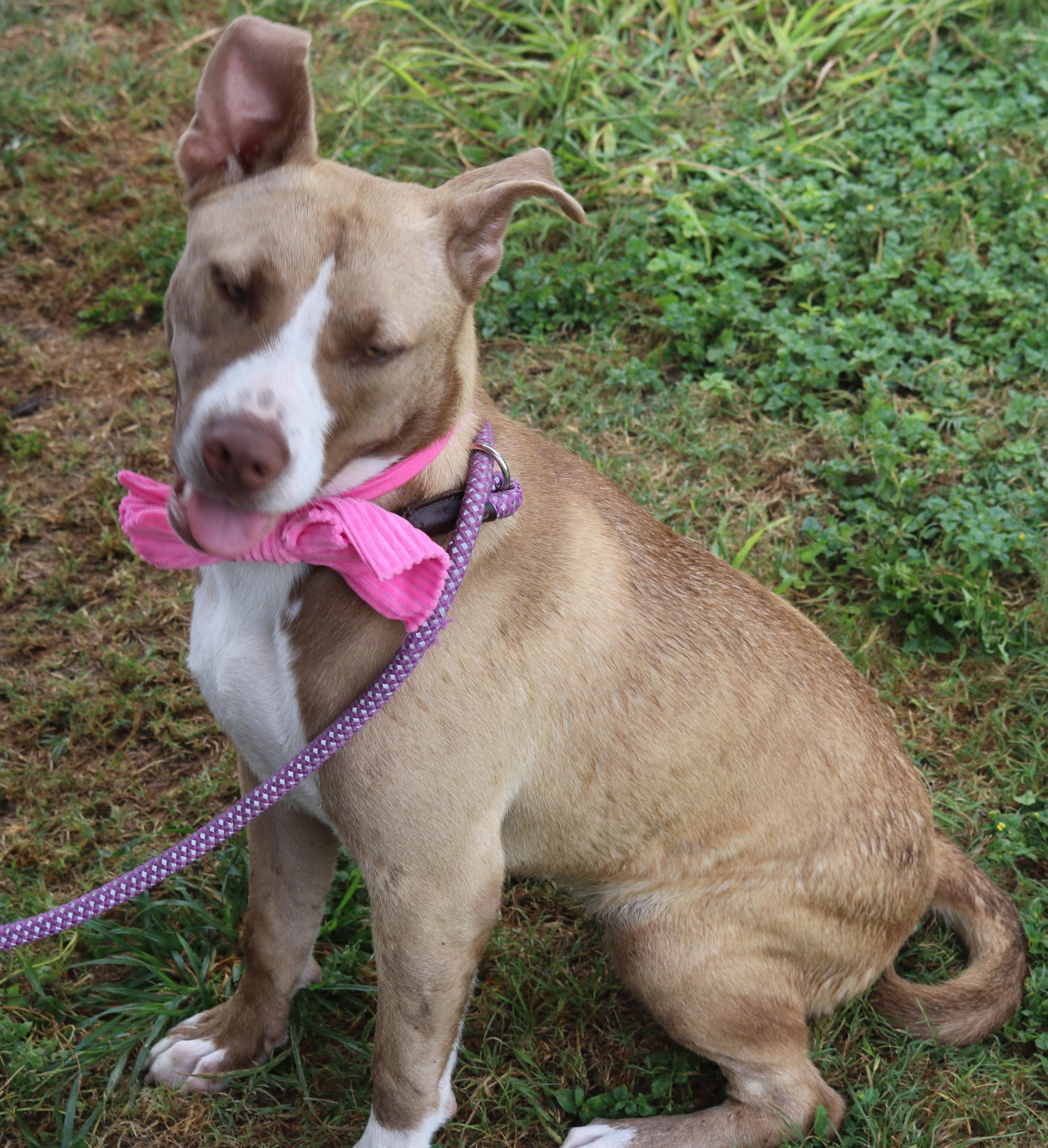 Enlarge QT, a Adoptable mixed breed in Bandera, TX image 2/4