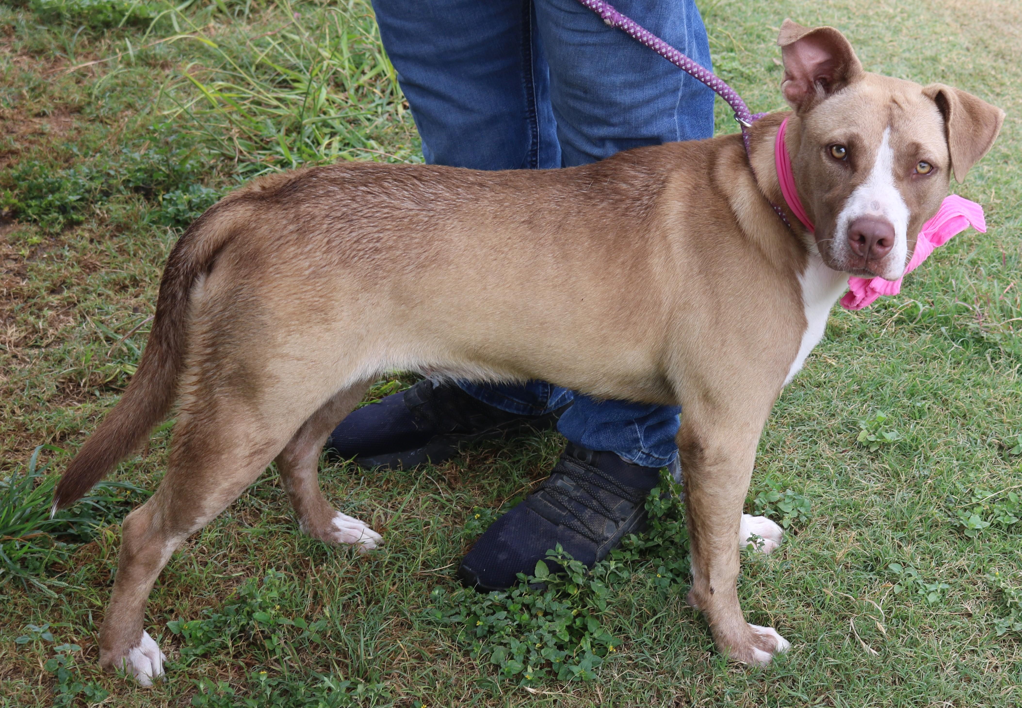 Enlarge QT, a Adoptable mixed breed in Bandera, TX image 3/4