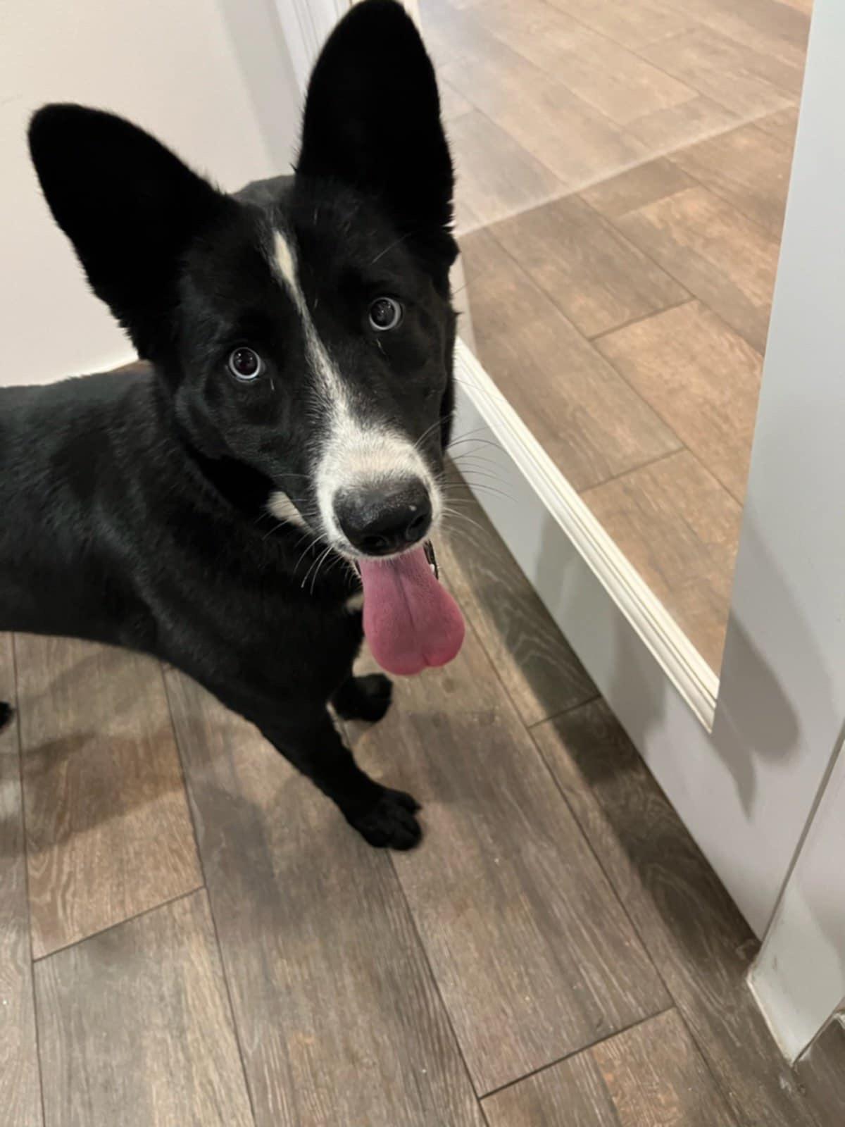 Molly, Adoptable, Adult Female Shepherd.