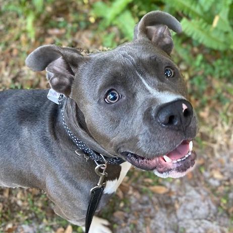 Gravy, Adoptable, Adult Male Mixed Breed.