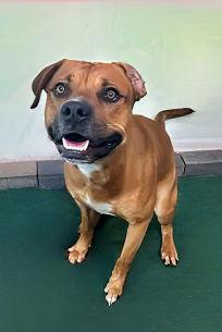 LOOGH, Adoptable, Adult Male Pit Bull Terrier.