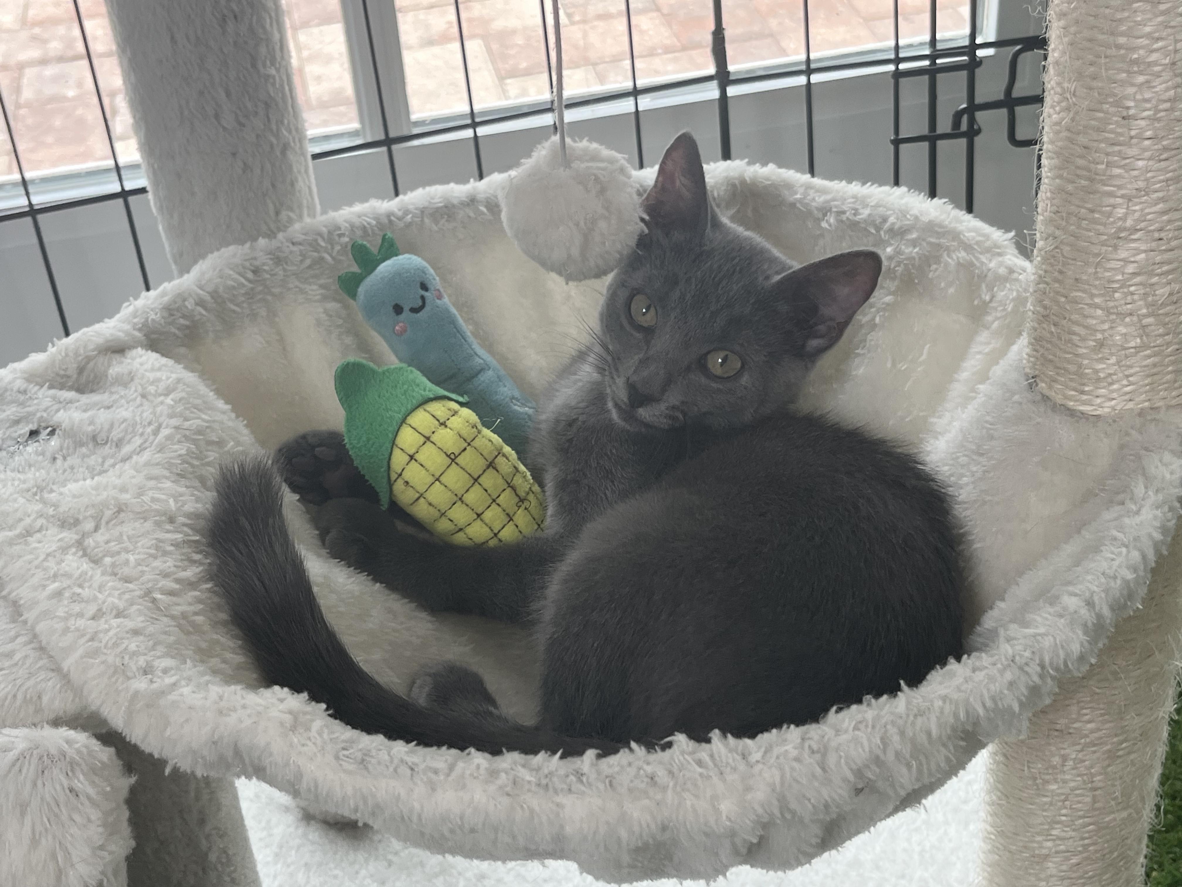 Luna, an adopted Domestic Short Hair in Clearwater, FL image 4/5