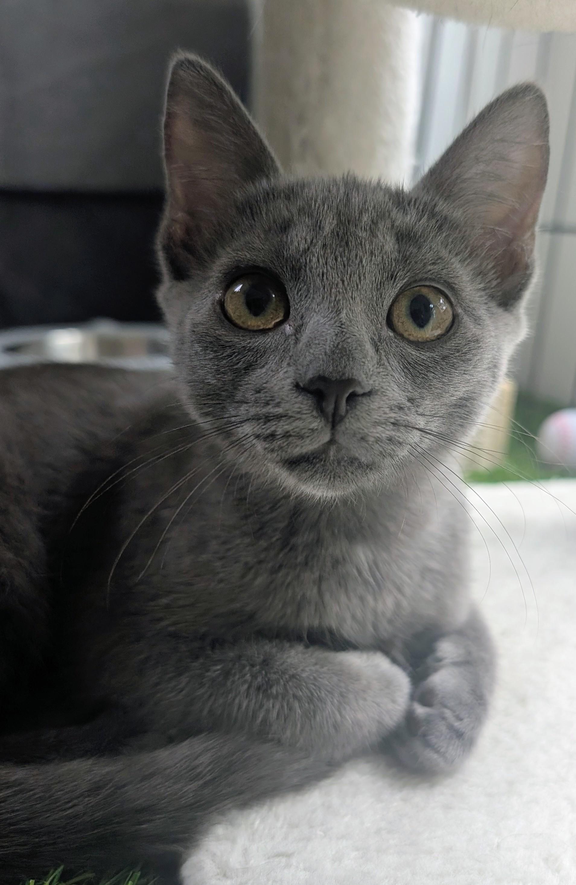Luna, an adopted Domestic Short Hair in Clearwater, FL image 2/5