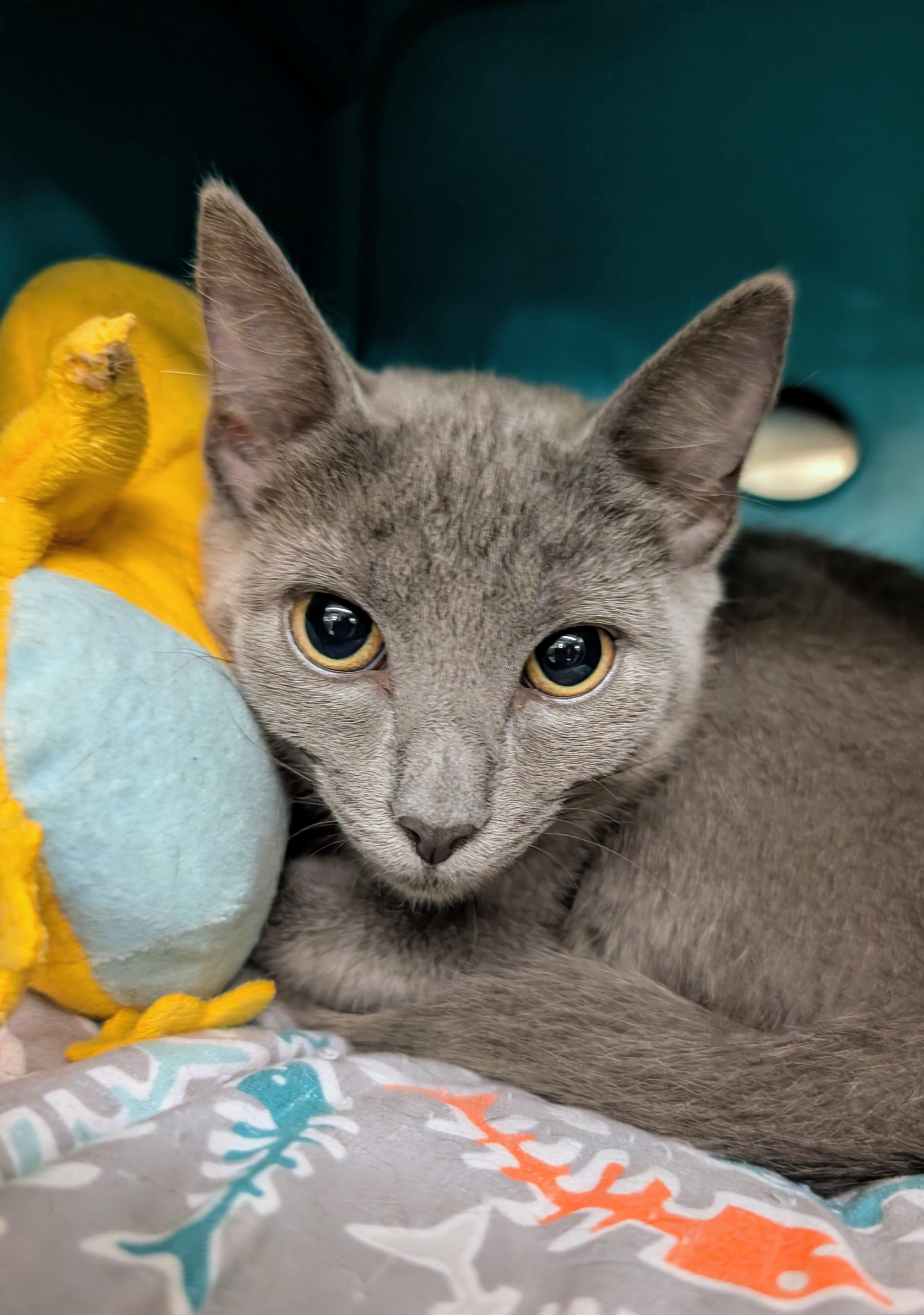 Luna, an adopted Domestic Short Hair in Clearwater, FL image 1/5