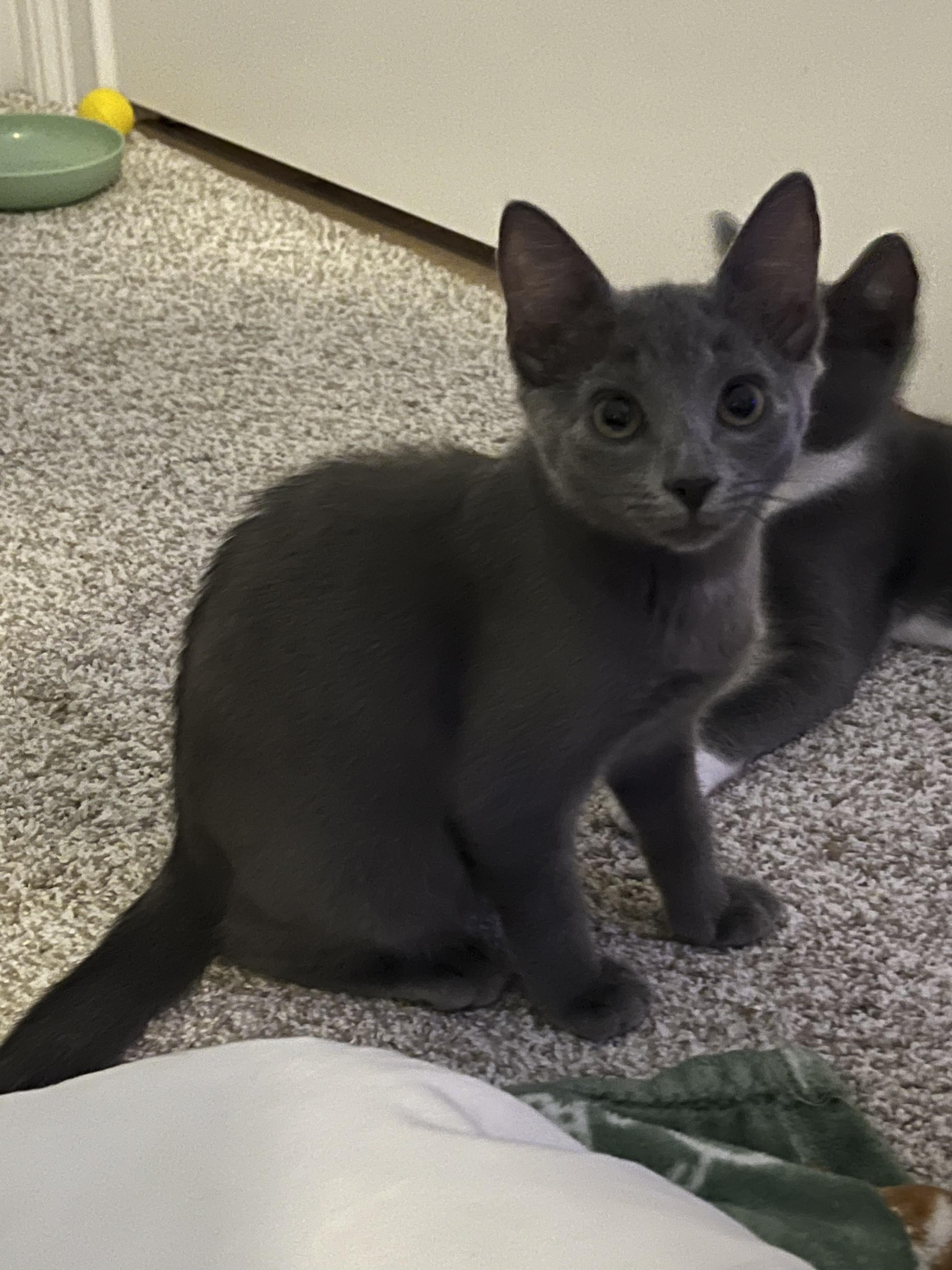 Luna, an adopted Domestic Short Hair in Clearwater, FL image 3/5