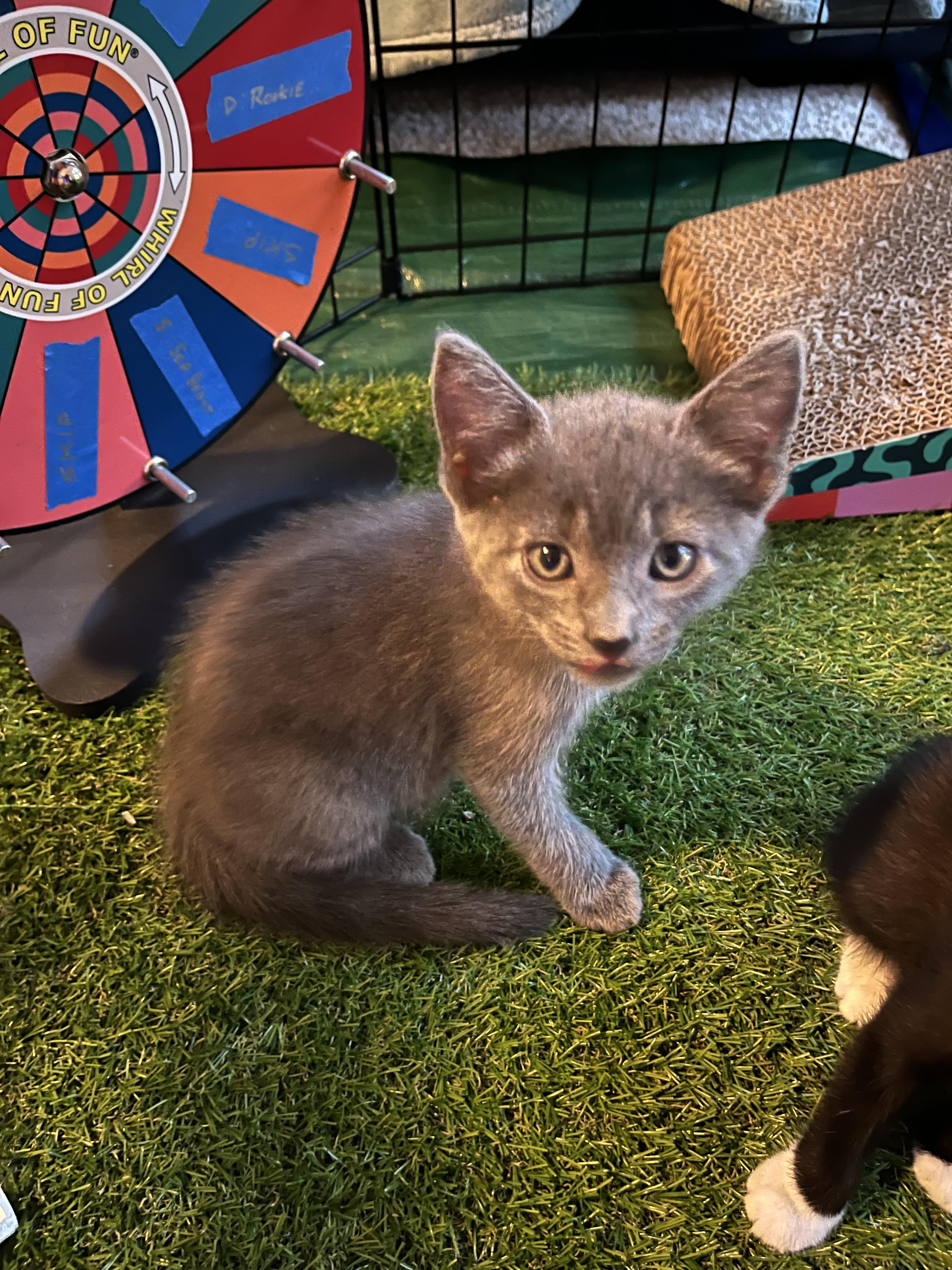 Luna, an adopted Domestic Short Hair in Clearwater, FL image 5/5